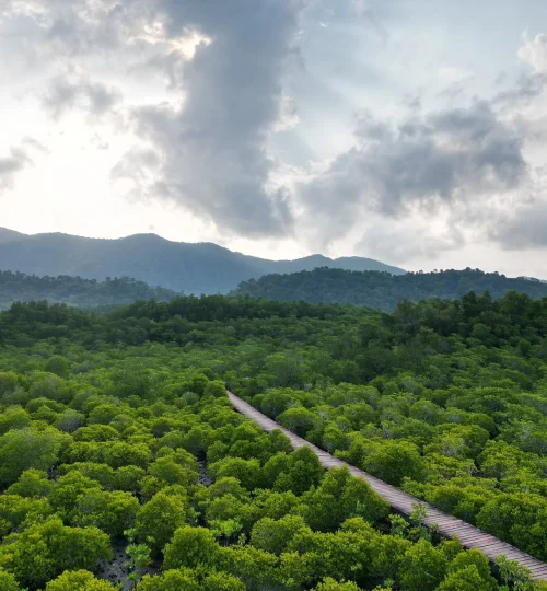 ป่าชายเลน เกาะช้าง มุมสูง 02 เพจ Kooncharaburi Resort - Koh Chang