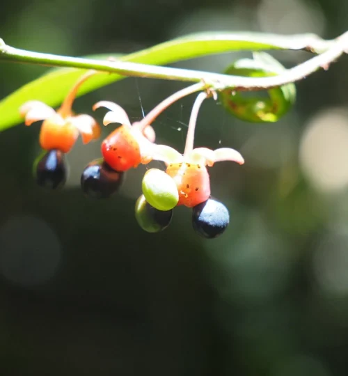 พืชป่า 01 เพจ Koh Chang adventure